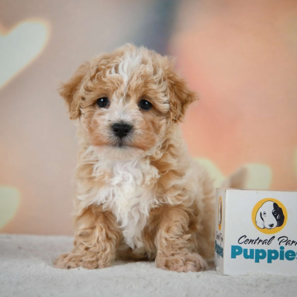 F1 Maltipoo Puppy for Sale