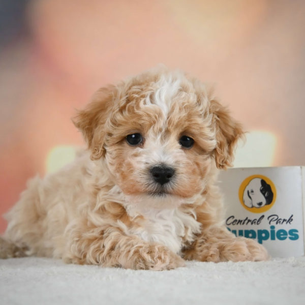 F1 Maltipoo Puppy for Sale