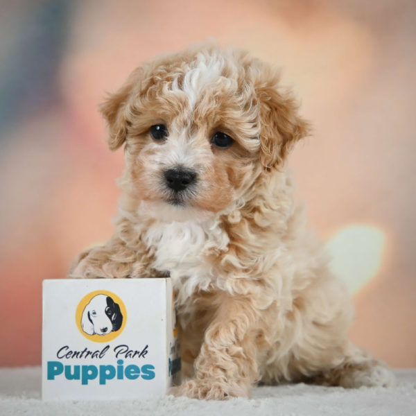 F1 Maltipoo Puppy for Sale