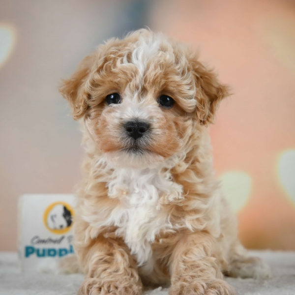 F1 Maltipoo Puppy for Sale