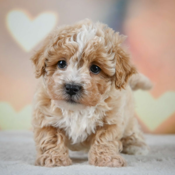 F1 Maltipoo Puppy for Sale