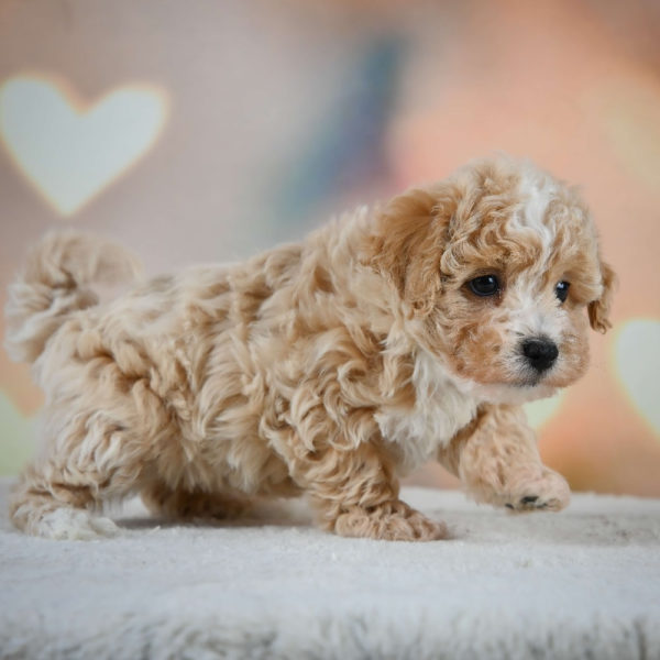 F1 Maltipoo Puppy for Sale