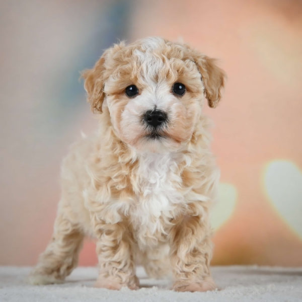 F1 Maltipoo Puppy for Sale