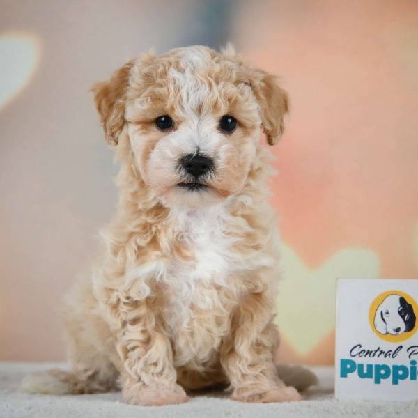 F1 Maltipoo Puppy for Sale