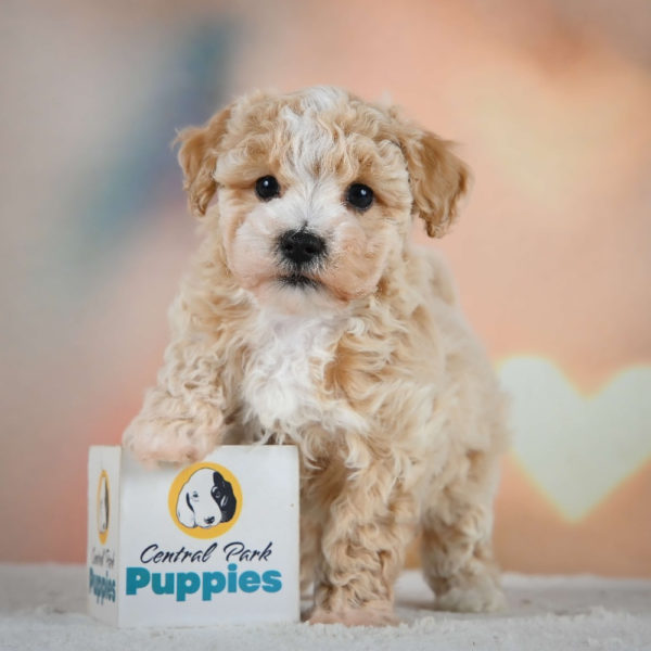 F1 Maltipoo Puppy for Sale