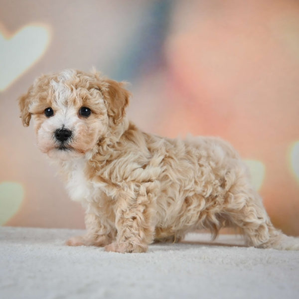 F1 Maltipoo Puppy for Sale