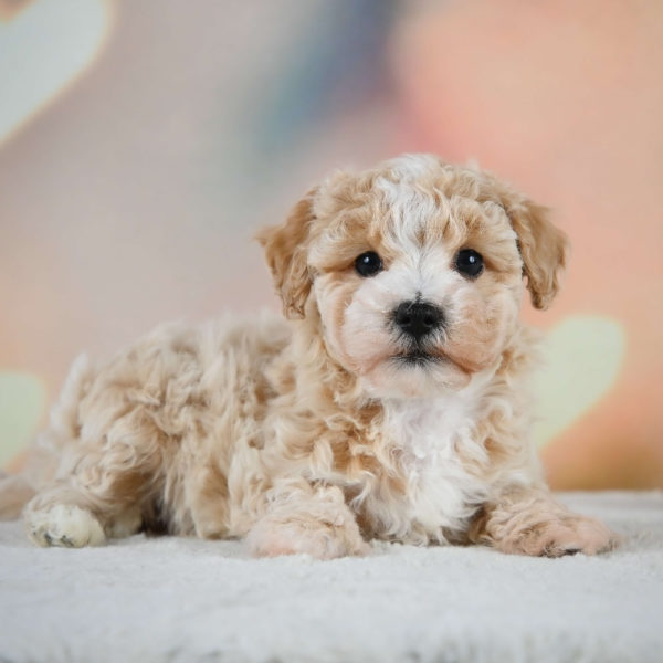 F1 Maltipoo Puppy for Sale