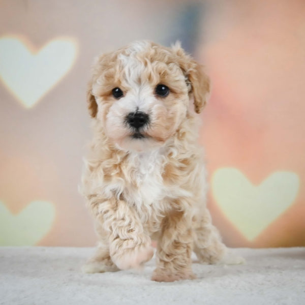 F1 Maltipoo Puppy for Sale