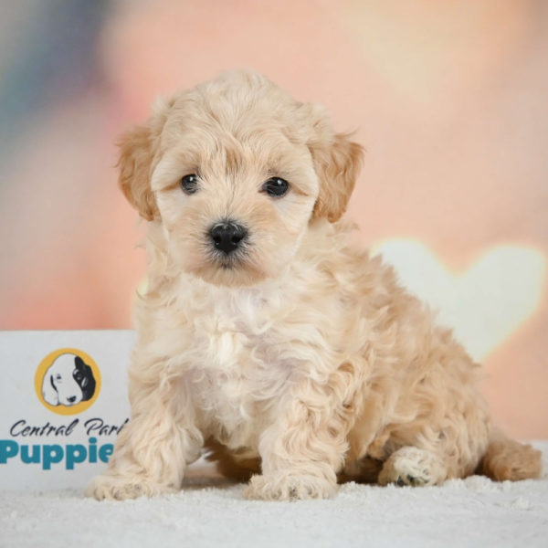 F1 Maltipoo Puppy for Sale