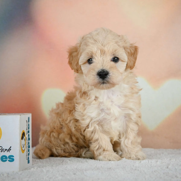 F1 Maltipoo Puppy for Sale