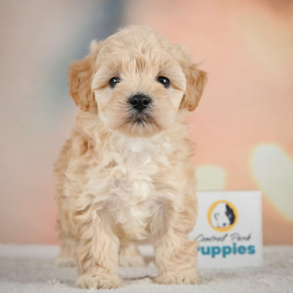 F1 Maltipoo Puppy for Sale