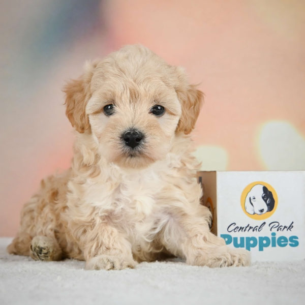 F1 Maltipoo Puppy for Sale