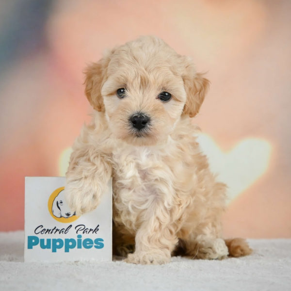 F1 Maltipoo Puppy for Sale