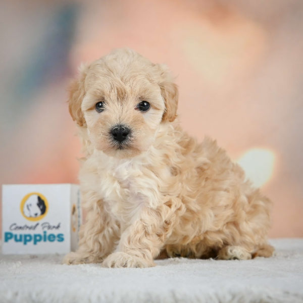 F1 Maltipoo Puppy for Sale