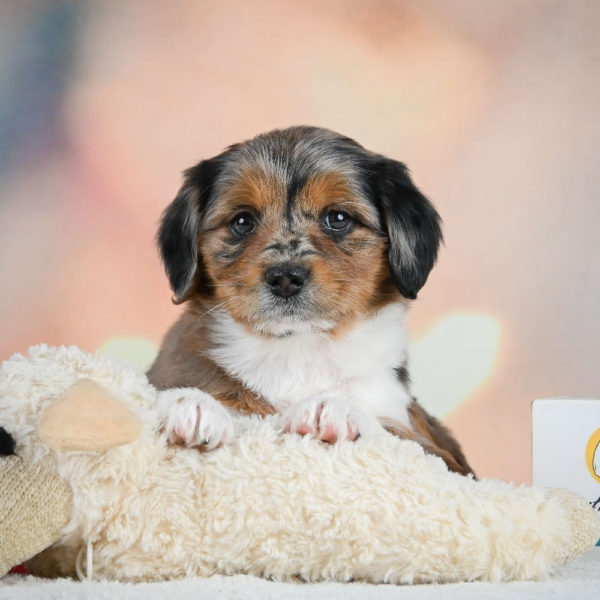 F1 Mini Aussiedoodle Puppy for Sale