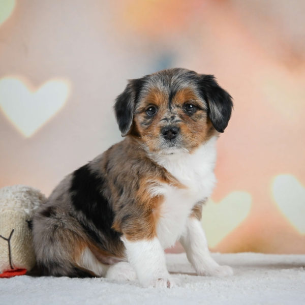 F1 Mini Aussiedoodle Puppy for Sale