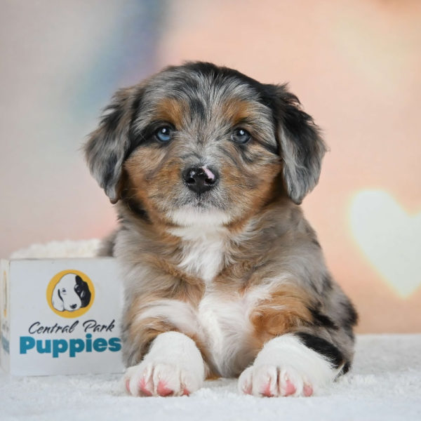 F1 Mini Aussiedoodle Puppy for Sale