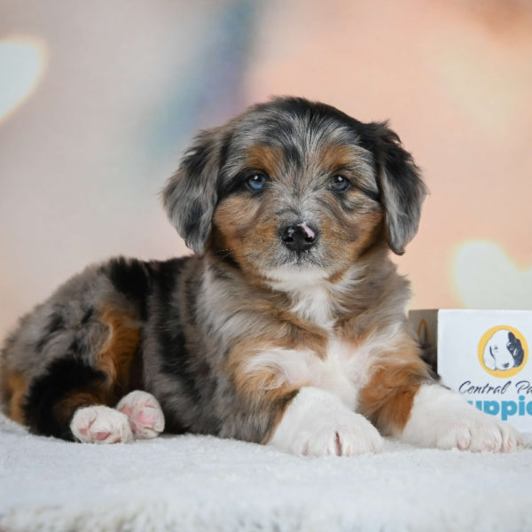 F1 Mini Aussiedoodle Puppy for Sale