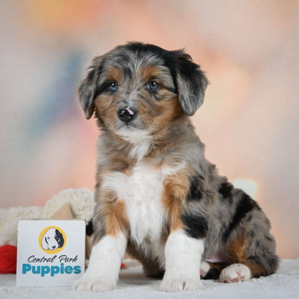 F1 Mini Aussiedoodle Puppy for Sale