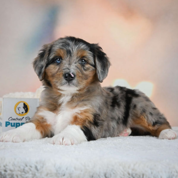 F1 Mini Aussiedoodle Puppy for Sale