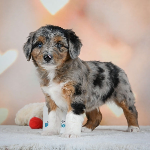 F1 Mini Aussiedoodle Puppy for Sale