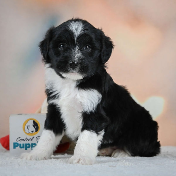 F1 Mini Aussiedoodle Puppy for Sale