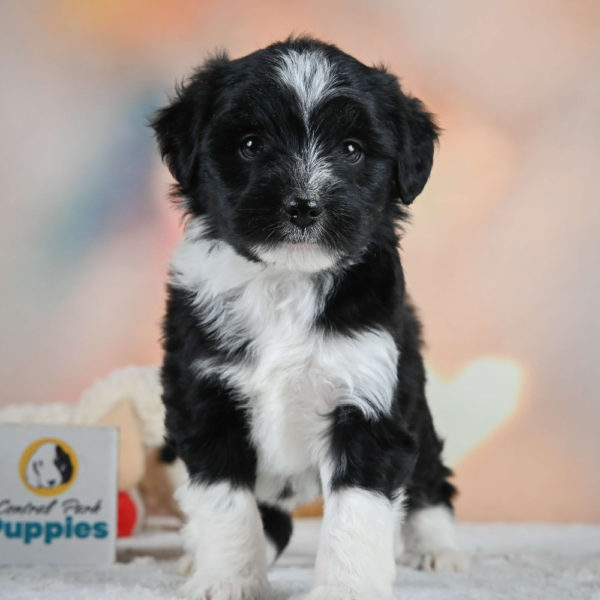 F1 Mini Aussiedoodle Puppy for Sale