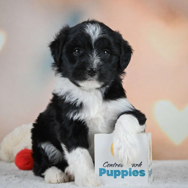 F1 Mini Aussiedoodle Puppy for Sale