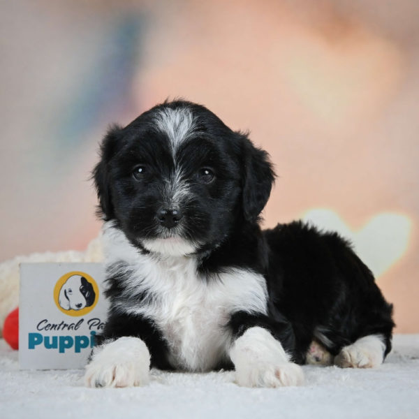 F1 Mini Aussiedoodle Puppy for Sale