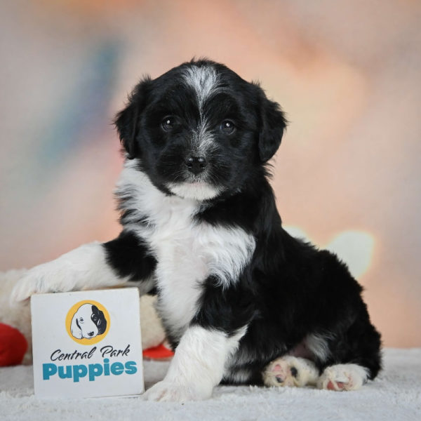 F1 Mini Aussiedoodle Puppy for Sale