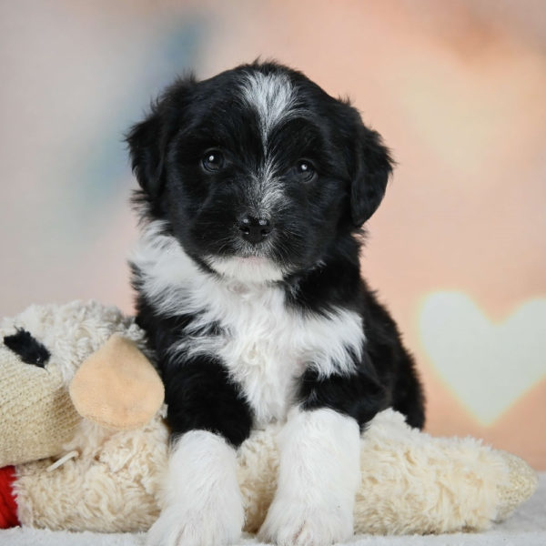 F1 Mini Aussiedoodle Puppy for Sale