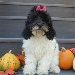 F1b Cockapoo Puppy for Sale