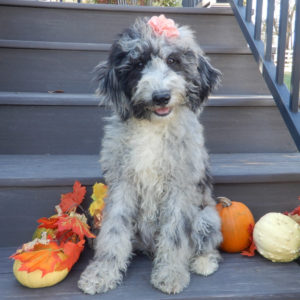 F1b Mini Sheepadoodle Puppy for Sale