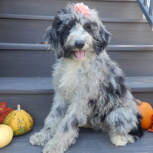 F1b Mini Sheepadoodle Puppy for Sale