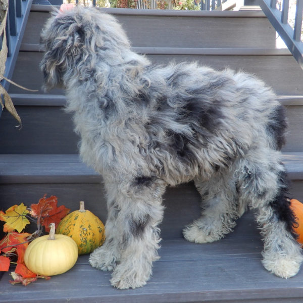 F1b Mini Sheepadoodle Puppy for Sale