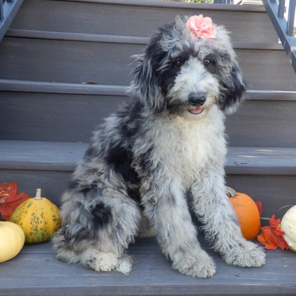 F1b Mini Sheepadoodle Puppy for Sale