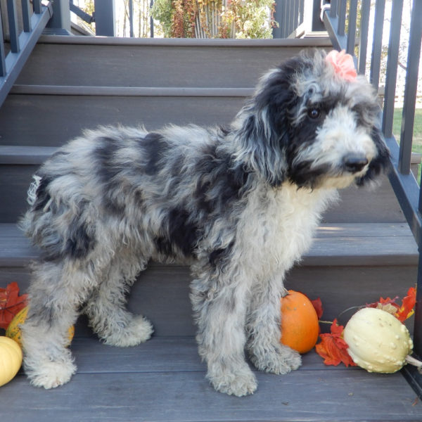 F1b Mini Sheepadoodle Puppy for Sale