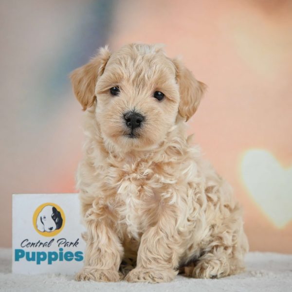 F1 Maltipoo Puppy for Sale