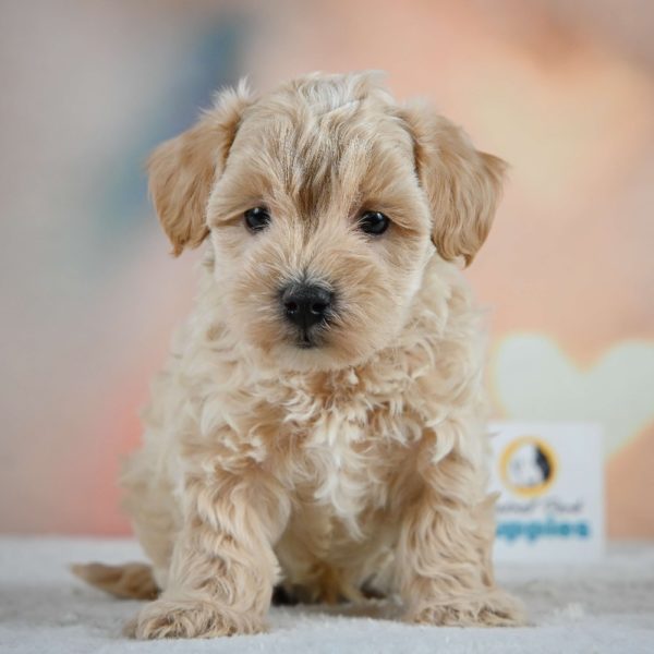 F1 Maltipoo Puppy for Sale