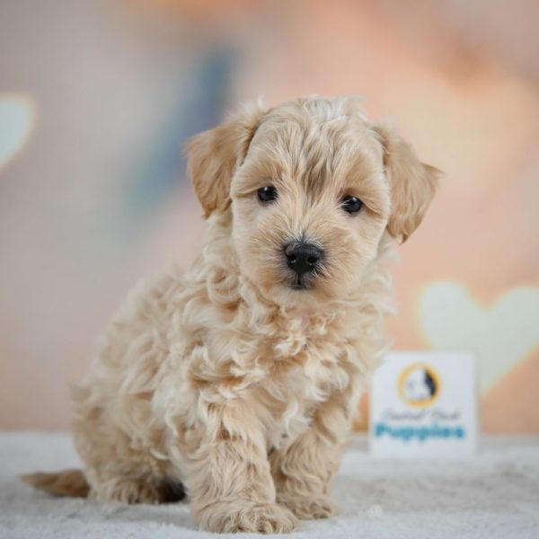 F1 Maltipoo Puppy for Sale