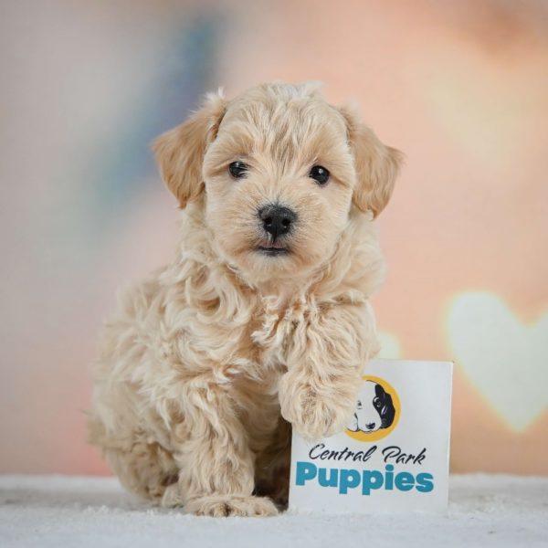 F1 Maltipoo Puppy for Sale