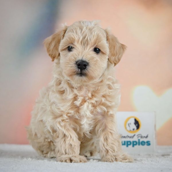 F1 Maltipoo Puppy for Sale