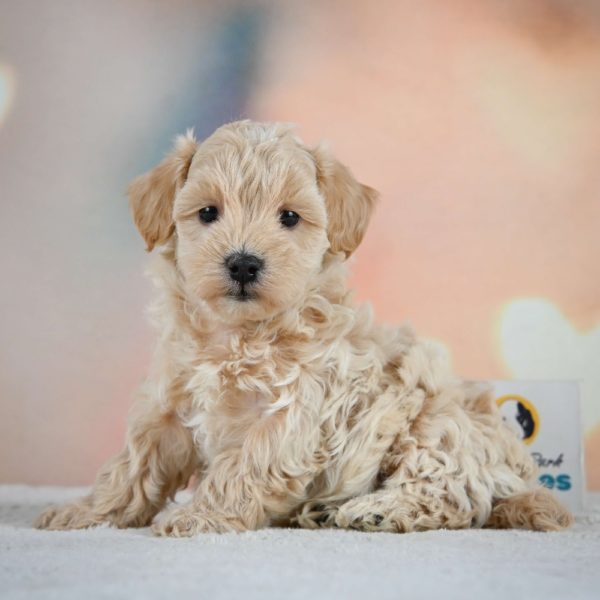 F1 Maltipoo Puppy for Sale