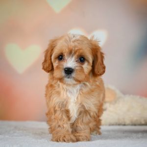 F1 Cavapoo Puppy for Sale