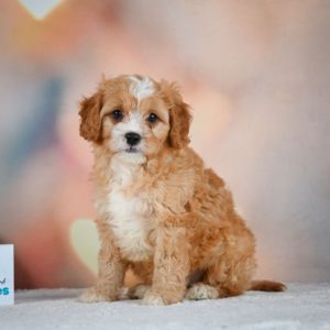 F1 Cavapoo Puppy for Sale