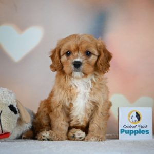 F1 Cavapoo Puppy for Sale