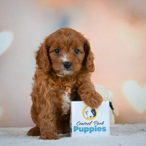 F1 Cavapoo Puppy for Sale