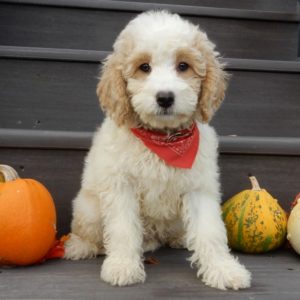 F1b Mini Goldendoodle Puppy for Sale