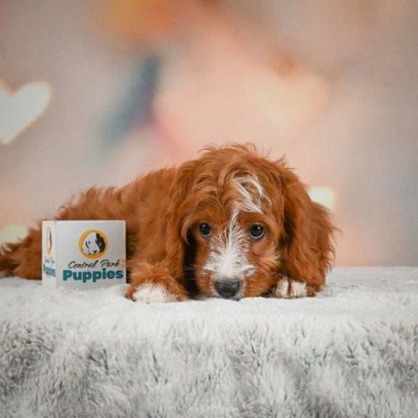 F1 Cavapoo Puppy for Sale