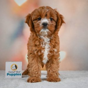 F1 Cavapoo Puppy for Sale